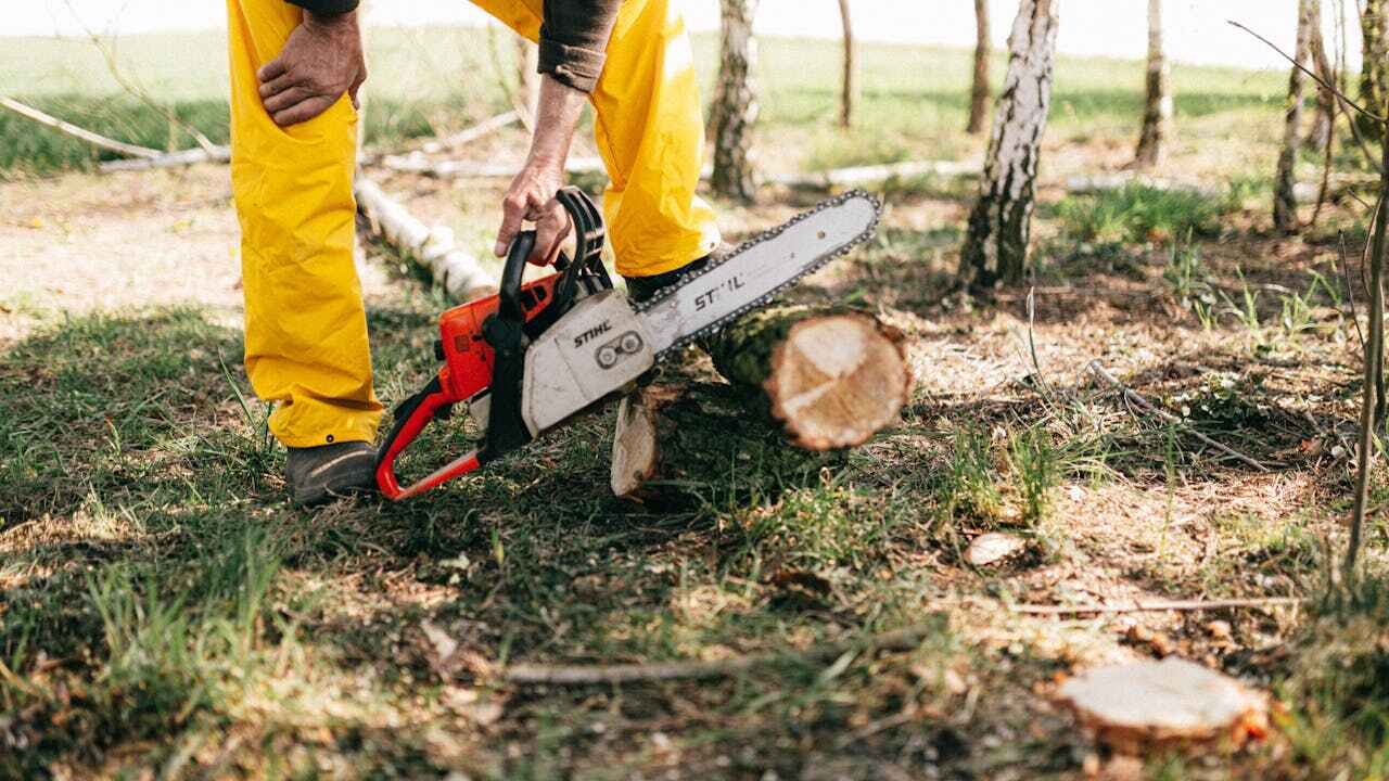 Best Tree Care Services  in Lewiston, MN